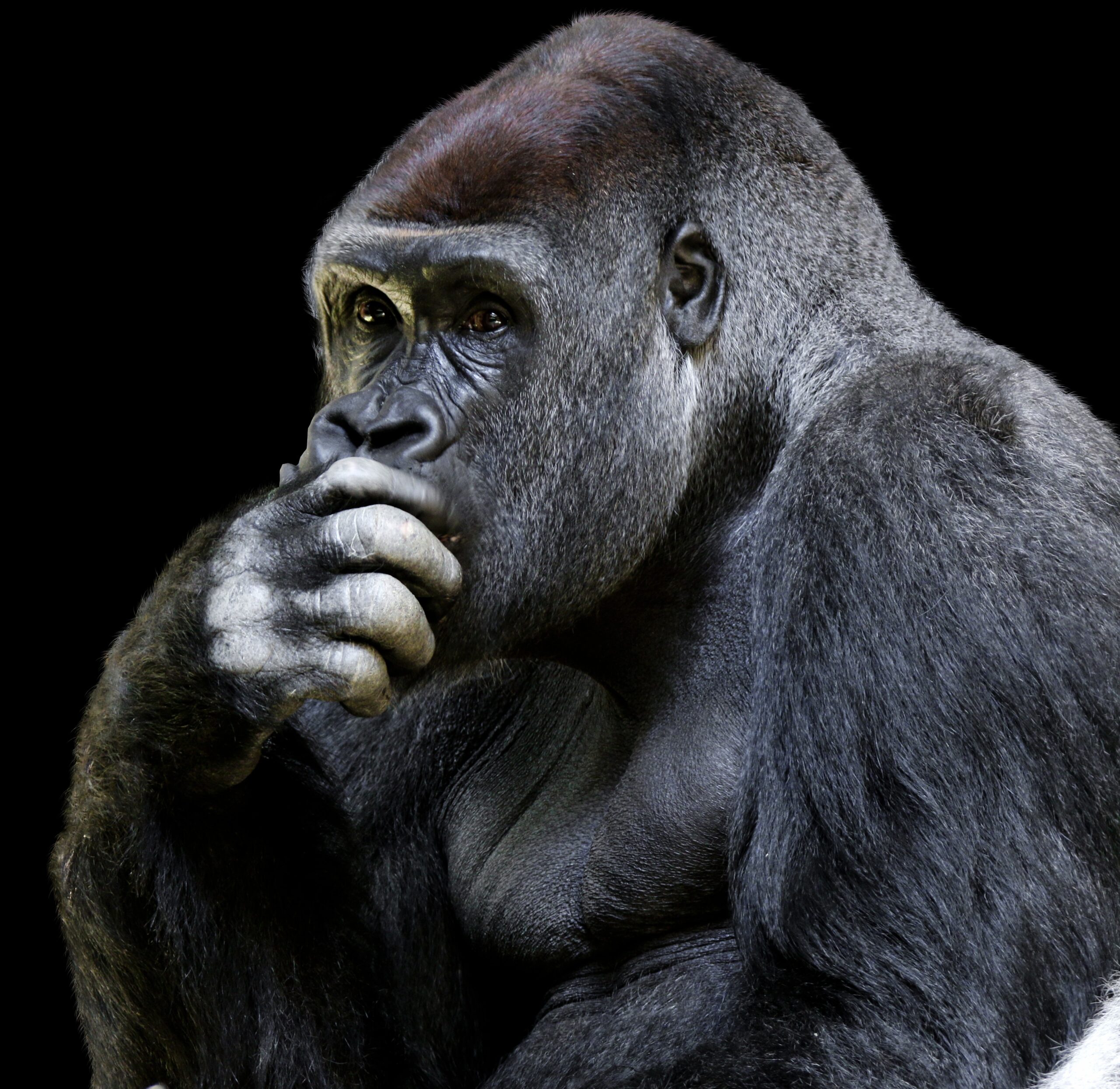This is a gorilla. It appears to be deep in thought.